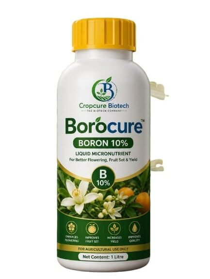 Borocure